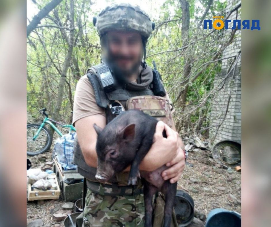 В’єтнамське порося Кабачок, що стало талісманом військових на фронті, отримало нову домівку (ФОТО) - зображення